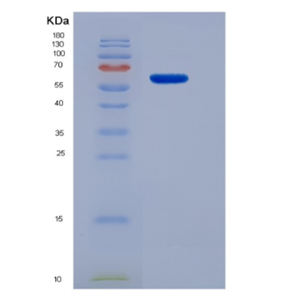 Eukaryotic Lymphocyte Activation Gene 3 (LAG3),Eukaryotic Lymphocyte Activation Gene 3 (LAG3)