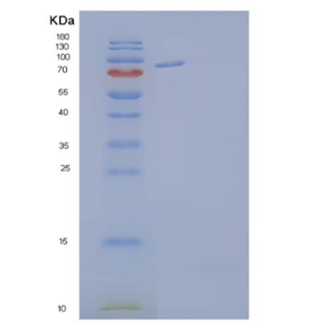 Recombinant Human Ephrin A Receptor 4/EphA4 Protein(C-Fc)