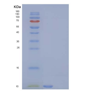 Recombinant Rat C-C motif chemokine 5 Protein