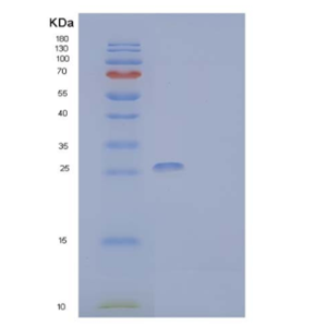 Recombinant Human CMRF35-Like Molecule 9 Protein