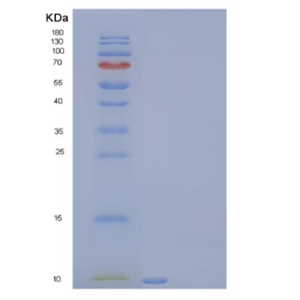 Recombinant Human Insulin-Like Growth Factor II/IGF2 Protein