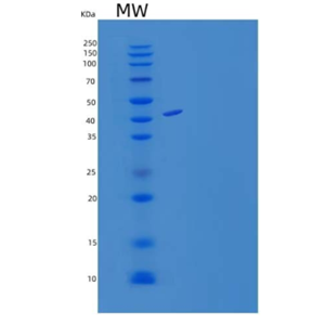 Recombinant Human Mucin-1/MUC-1 Protein(C-Fc)