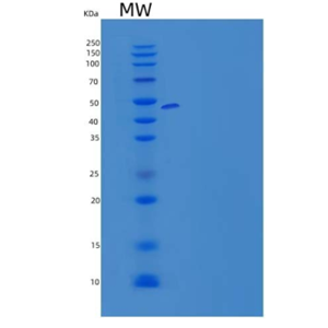 Recombinant Human SLAM Family Member 6/SLAMF6/CD352/NTB-A Protein(C-Fc),Recombinant Human SLAM Family Member 6/SLAMF6/CD352/NTB-A Protein(C-Fc)