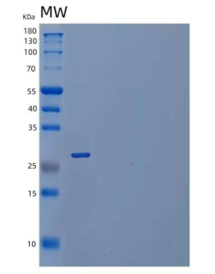 Recombinant Human B7 Homolog 6 Protein,Recombinant Human B7 Homolog 6 Protein