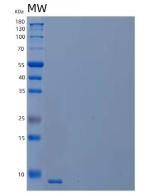 Recombinant Human C-X-C Motif Chemokine 5/CXCL5 Protein,Recombinant Human C-X-C Motif Chemokine 5/CXCL5 Protein