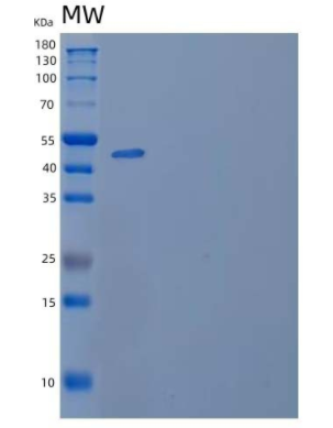 Recombinant Human SLAM Family Member 2 Protein,Recombinant Human SLAM Family Member 2 Protein