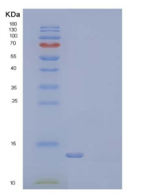 Recombinant Human / Mouse / Rat / Rhesus / Canine BMP-2 / BMP2A Protein,Recombinant Human / Mouse / Rat / Rhesus / Canine BMP-2 / BMP2A Protein