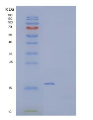 Recombinant Mouse IL-17A Protein,Recombinant Mouse IL-17A Protein