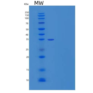 Recombinant Mouse Poliovirus Receptor Protein