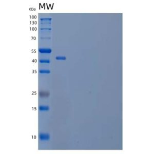 Recombinant Human OX-2/MOX1/CD200 Protein(C-Fc)