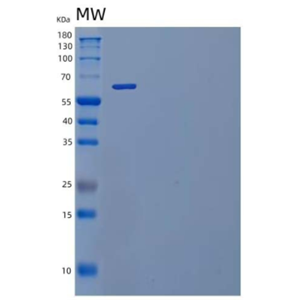 Recombinant Mouse IL-1 Receptor Type 2/IL-1R-2 Protein(C-Fc)
