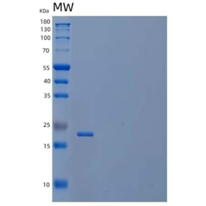 Recombinant Human Butyrophilin subfamily 3 member A3 Protein