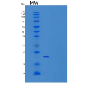 Recombinant Mouse Interleukin-36 α/Il36a/IL-1F6 Protein