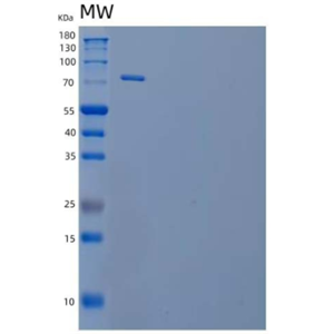 Recombinant Human Intercellular Adhesion Molecule 1/ICAM-1/CD54 Protein(C-Fc)