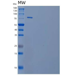 Recombinant Human Intercellular Adhesion Molecule 1/ICAM-1/CD54 Protein(C-Fc),Recombinant Human Intercellular Adhesion Molecule 1/ICAM-1/CD54 Protein(C-Fc)