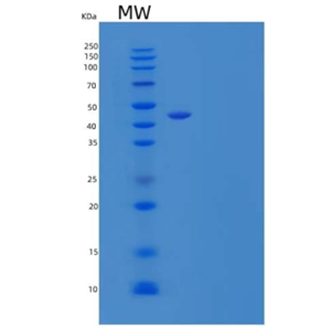 Recombinant Mouse Scavenger Receptor B2/SR-B2/LIMPII/CD36L2 Protein(C-Fc)