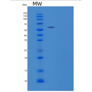 Recombinant Human LAMP1/CD107a Protein(C-Fc)