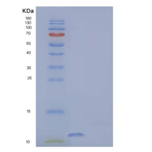 Recombinant Human Protein S100-A13 Protein