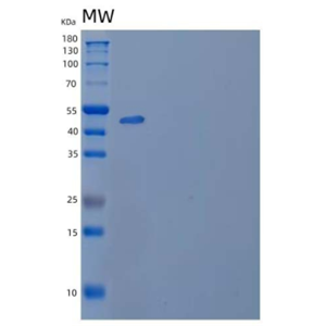 Recombinant Human Leukocyte Mono Ig-Like Receptor 2/LMIR2/CD300C Protein(C-Fc)