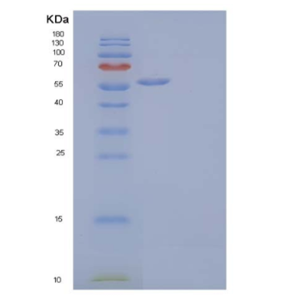 Recombinant Human MHC Class I Polypeptide-Related Sequence A/MICA Protein(C-Fc)