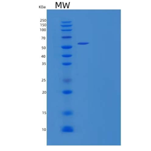 Recombinant Mouse T-cell Surface Protein Tactile Protein,Recombinant Mouse T-cell Surface Protein Tactile Protein