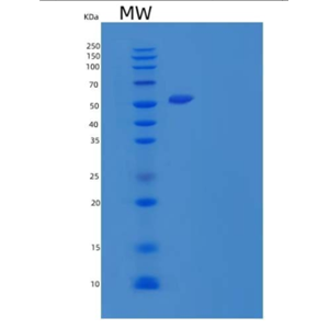 Recombinant Human Signal-Regulatory Protein α-1/SIRPA/CD172a Protein(C-Fc)