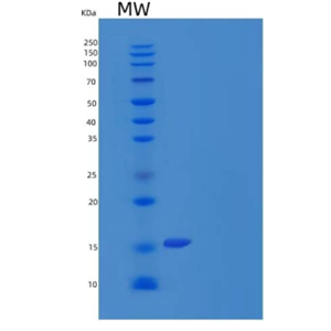 Eukaryotic Colony Stimulating Factor 2, Granulocyte Macrophage (GM-CSF),Eukaryotic Colony Stimulating Factor 2, Granulocyte Macrophage (GM-CSF)