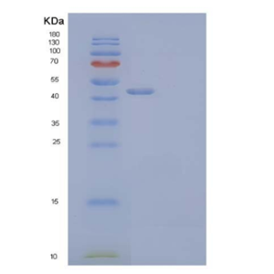 Recombinant Human CD44/MIC4 Protein(C-Fc)