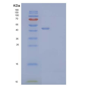 Recombinant Mouse Clusterin Protein