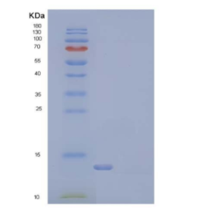 Recombinant Human / Mouse / Rat / Rhesus / Canine BMP-2 / BMP2A Protein