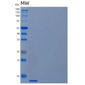 Recombinant Mouse Complement Component C3a/C3a Protein