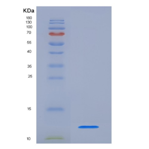 Eukaryotic Chemokine (C-X-C Motif) Ligand 1 (CXCL1)