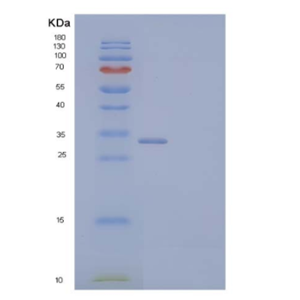 Recombinant Mouse Exostosin-Like 2/EXTL2 Protein(N-6His)