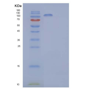 Recombinant Human Contactin-2/CNTN2/TAG-1 Protein(C-6His)