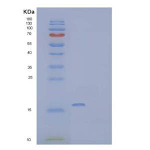 Recombinant Mouse IL-17A Protein