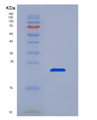 Recombinant Interleukin 10 (IL10),Recombinant Interleukin 10 (IL10)