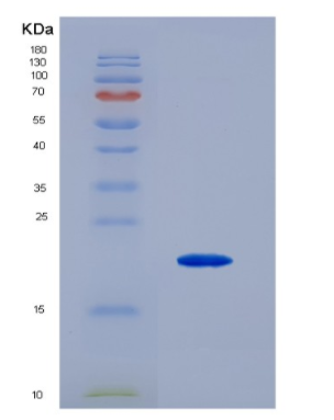 Eukaryotic Interleukin 3 (IL3),Eukaryotic Interleukin 3 (IL3)