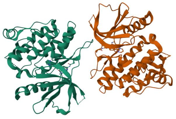 人TYK2(D1023N) 蛋白, Tag free,TYK2(D1023N)