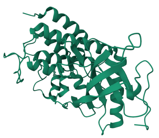 人 FGFR1(C488A C584S) 蛋白, Tag free,FGFR1(C488A C584S)