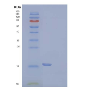 Recombinant Human PDCD1/PD-1/CD279 Protein(C93S Mutant, C-6His)