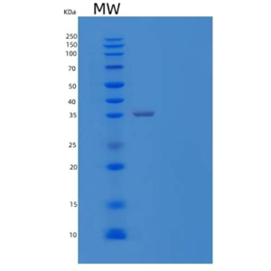 Recombinant Human CUB domain-containing protein 1 Protein