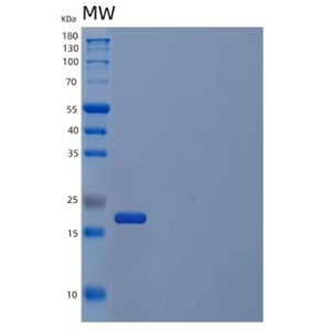 Recombinant Human Myc-Associated Factor X Protein