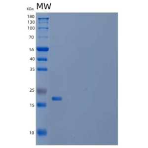 Recombinant Mouse Interleukin-18/IL-18/IL-1F4 Protein(N-6His)