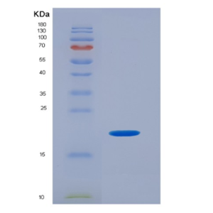 Eukaryotic Interleukin 17F (IL17F)