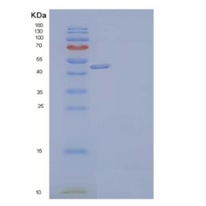 Recombinant Human CD98 Protein,Recombinant Human CD98 Protein