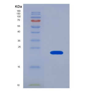 Eukaryotic Interleukin 22 (IL22)