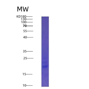 Eukaryotic Interleukin 25 (IL25),Eukaryotic Interleukin 25 (IL25)