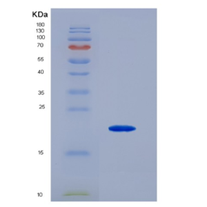 Eukaryotic Interleukin 3 (IL3)