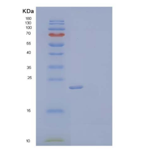 Recombinant Mouse Protein CREG1/CREG Protein(C-6His)