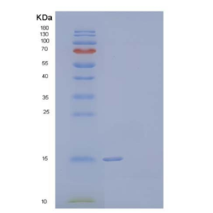Recombinant Human Prion-Like Protein Doppel/PRND Protein(C-6His),Recombinant Human Prion-Like Protein Doppel/PRND Protein(C-6His)